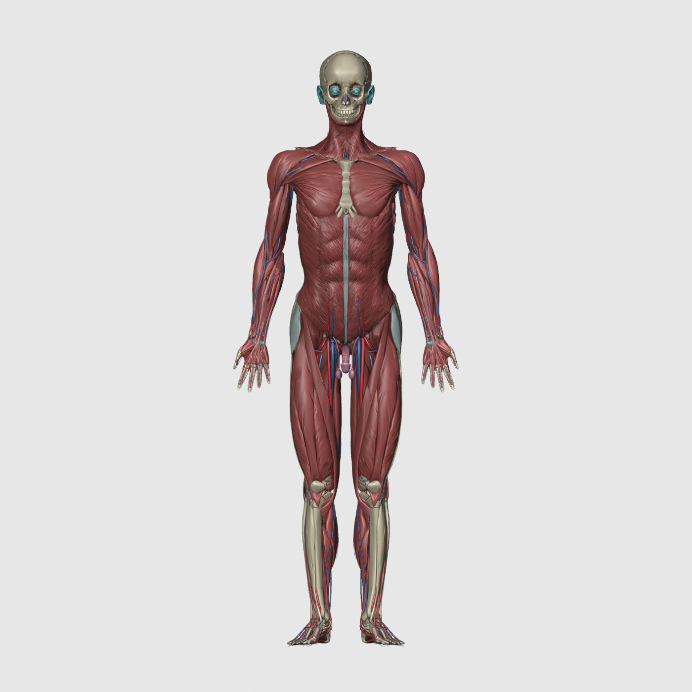 BodyParts3D líkamslíkan